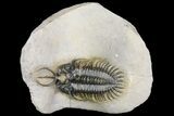 Short-Fork Walliserops Hammi Trilobite - Foum Zguid, Morocco #161462-2